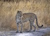 Leopard  on watch
